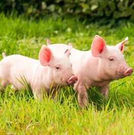 Рекомендації по годуванню свиней